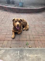 Found/Stray Female Dog last seen Between Del Amo and Carson, Long Beach, CA 90805