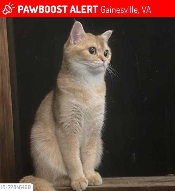 Lost Female Cat last seen The Church of Jesus Christ of Latter-day Saints, Gainesville, VA 20155