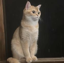 Lost Female Cat last seen The Church of Jesus Christ of Latter-day Saints, Gainesville, VA 20155