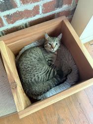 Lost Male Cat last seen Merritt’s Pasture, Morgan Creek , Chapel Hill, NC 27517