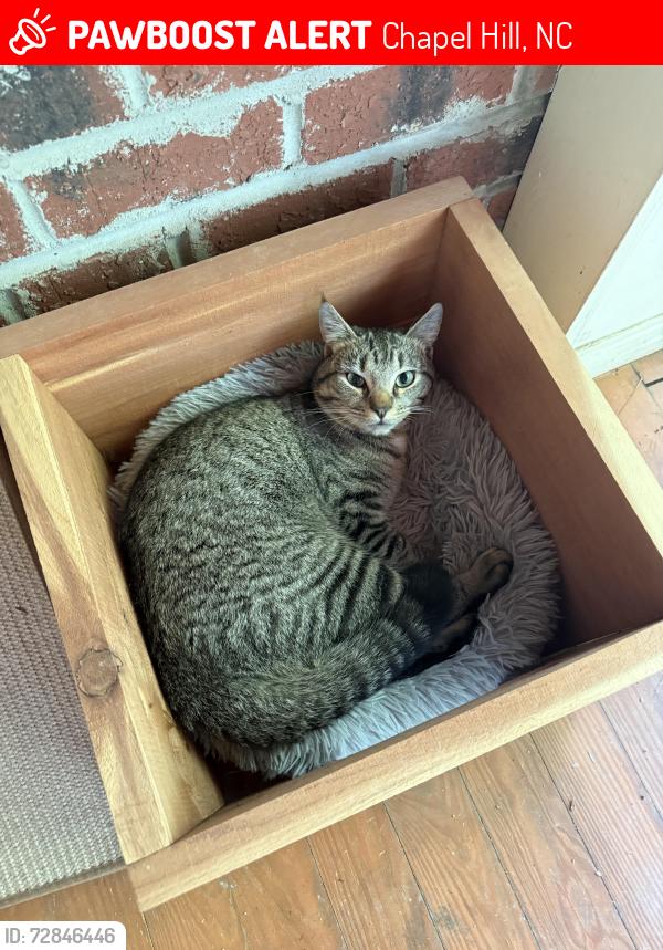 Lost Male Cat last seen Merritt’s Pasture, Morgan Creek , Chapel Hill, NC 27517