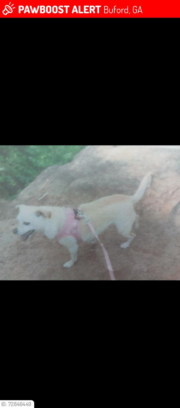 Lost Female Dog last seen Browns Bridge Road , Buford, GA 30518