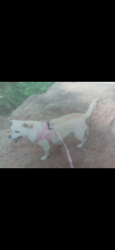 Lost Female Dog last seen Browns Bridge Road , Buford, GA 30518