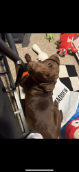 Lost Male Dog last seen Walden Dr Joshua tx , Johnson County, TX 76058