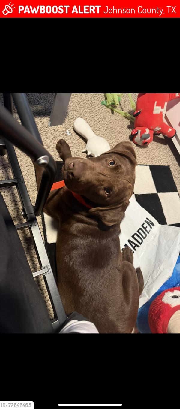 Lost Male Dog last seen Walden Dr Joshua tx , Johnson County, TX 76058