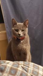 Lost Female Cat last seen Leesburg , Columbia, SC 29209