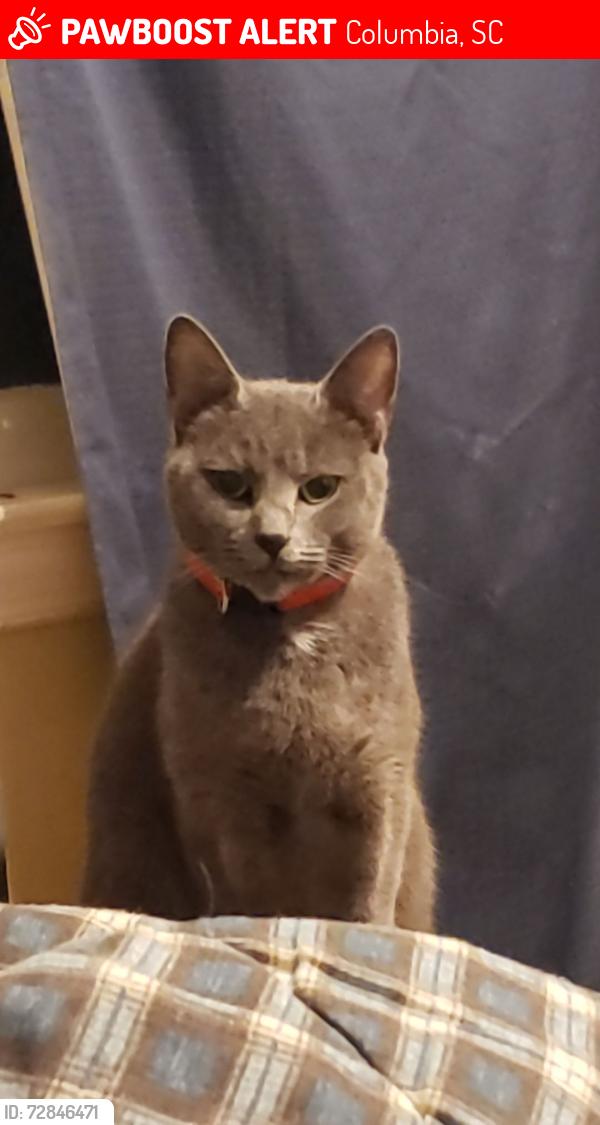 Lost Female Cat last seen Leesburg , Columbia, SC 29209