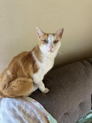 Lost Male Cat last seen Lay rd, Santa Cruz, CA 95060