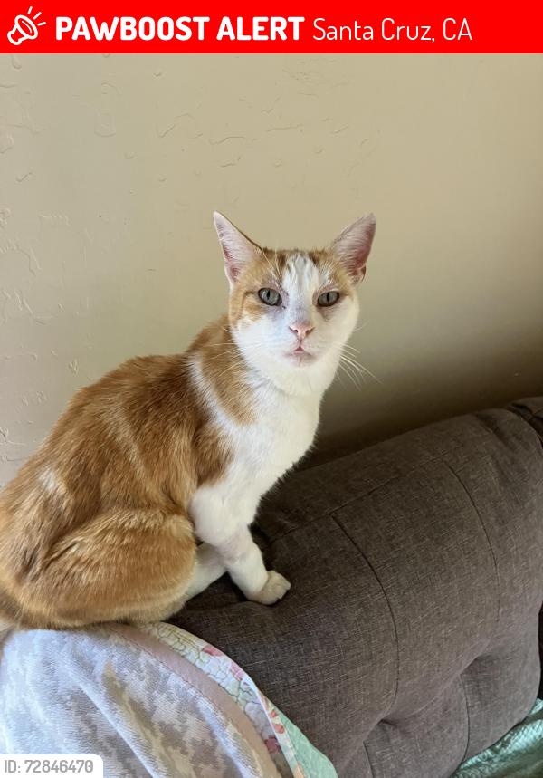Lost Male Cat last seen Lay rd, Santa Cruz, CA 95060