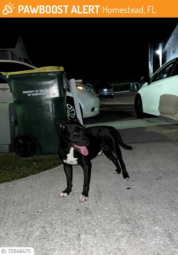 Found/Stray Male Dog last seen Florida city, Homestead, FL 33030