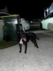 Found/Stray Male Dog last seen Florida city, Homestead, FL 33030