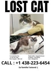 Lost Female Cat last seen Croit Casgrain / St viateur , Montréal, QC H2T 1X2
