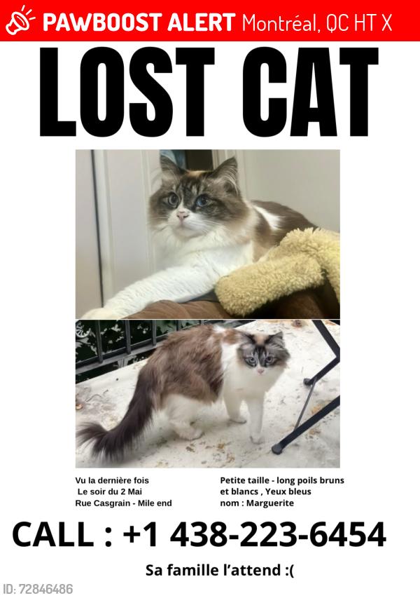 Lost Female Cat last seen Croit Casgrain / St viateur , Montréal, QC H2T 1X2