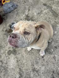 Found/Stray Male Dog last seen Westmoreland , Dallas, TX 75212