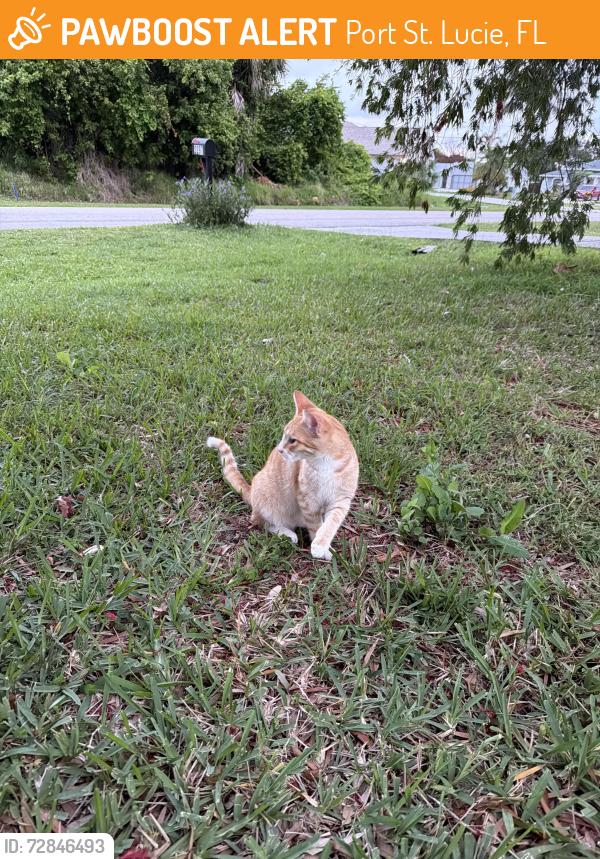 Found/Stray Male Cat last seen SE Avalon rd port saint Lucie Florida, 34952, Port St. Lucie, FL 34952