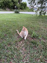 Found/Stray Male Cat last seen SE Avalon rd port saint Lucie Florida, 34952, Port St. Lucie, FL 34952