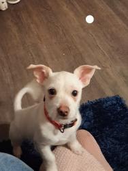 Lost Male Dog last seen Brownsville rd , Powder Springs, GA 30127