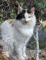 Lost Female Cat last seen Mosley Dixon/Mckinley Dr and the Thomaston Crossing apts area in Macon GA, Bibb County, GA 31206