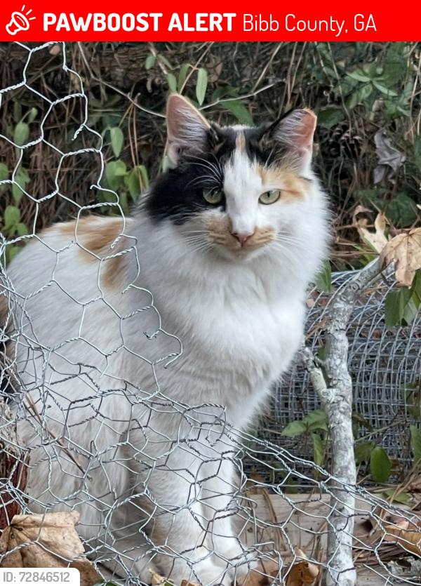 Lost Female Cat last seen Mosley Dixon/Mckinley Dr and the Thomaston Crossing apts area in Macon GA, Bibb County, GA 31206