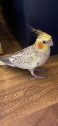 Lost Female Bird last seen broad st and thorckmroton st, 弗里霍尔德, NJ 07728