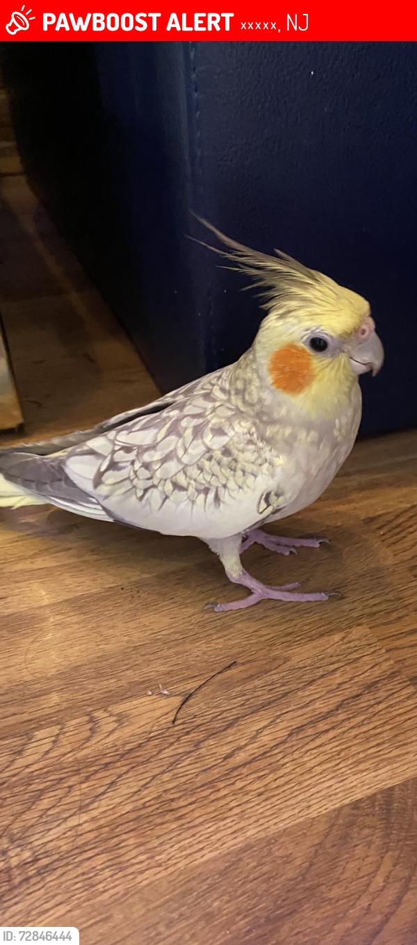 Lost Female Bird last seen broad st and thorckmroton st, 弗里霍尔德, NJ 07728