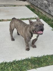 Found/Stray Unknown Dog last seen Mackenna dr, Brownsville, TX 78526