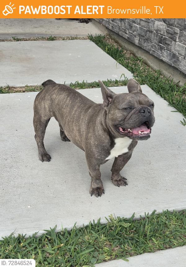 Found/Stray Unknown Dog last seen Mackenna dr, Brownsville, TX 78526