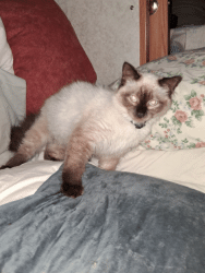 Lost Female Cat last seen Lemturner, Jacksonville, FL 32208