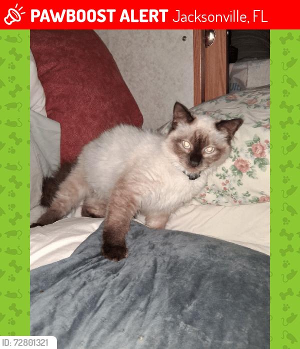 Lost Female Cat last seen Lemturner, Jacksonville, FL 32208