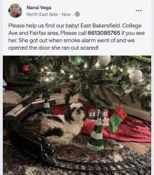 Lost Female Dog last seen Fairfax , East Bakersfield, CA 93305