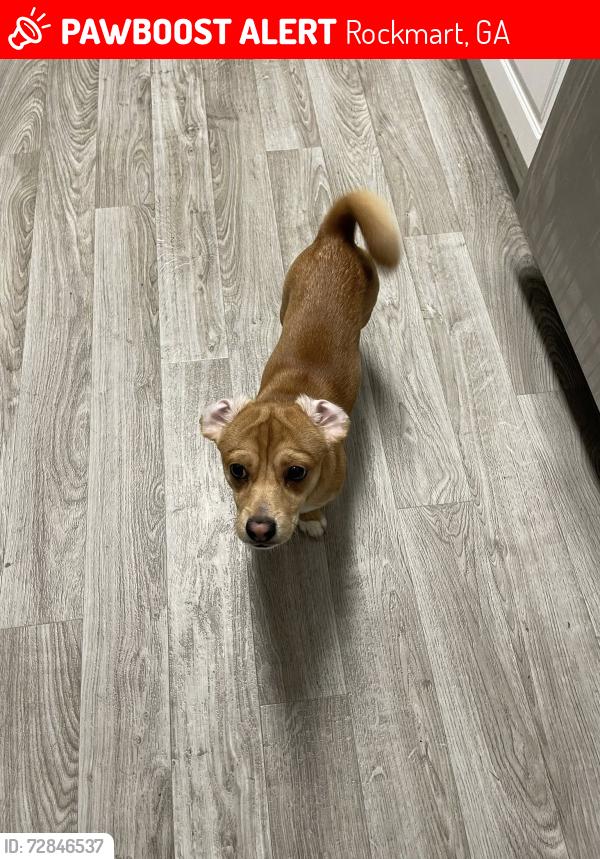 Lost Male Dog last seen WHEELER RD, Rockmart, GA 30153