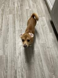 Lost Male Dog last seen WHEELER RD, Rockmart, GA 30153