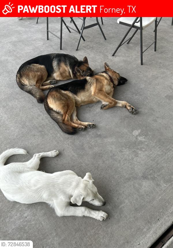 Lost Male Dog last seen Akron way, Forney, TX 75126