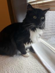 Found/Stray Unknown Cat last seen Victory and South Canonero/Cloverdale Rd, Boise, ID 83709