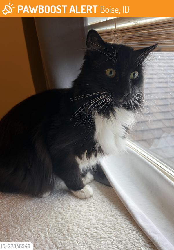 Found/Stray Unknown Cat last seen Victory and South Canonero/Cloverdale Rd, Boise, ID 83709