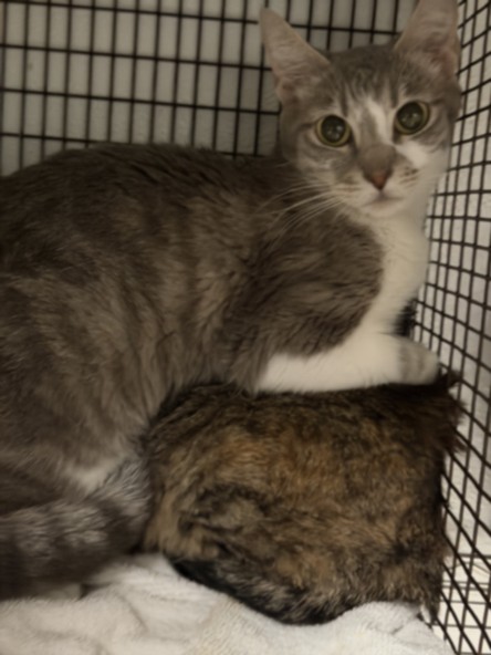 Shelter Stray Female Cat last seen , Los Angeles, CA 91405