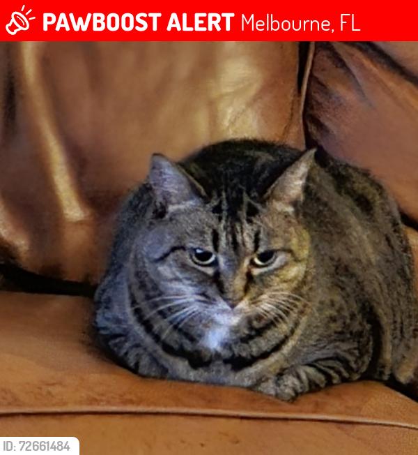 Lost Female Cat last seen Autumn Glen Dr, Melbourne, FL 32940