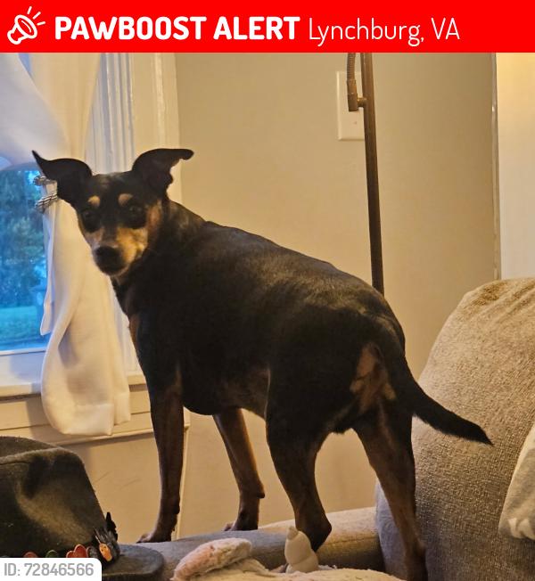 Lost Male Dog last seen Public Works, Lynchburg, VA 24501