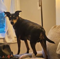 Lost Male Dog last seen Public Works, Lynchburg, VA 24501
