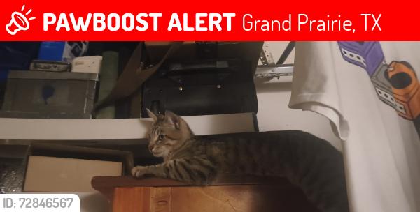 Lost Male Cat last seen Hensley St and Rinehart Rd, Grand Prairie, TX 75050