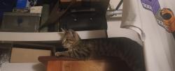 Lost Male Cat last seen Hensley St and Rinehart Rd, Grand Prairie, TX 75050