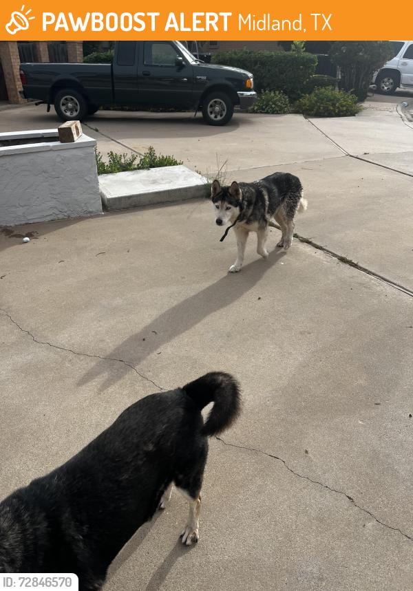 Found/Stray Unknown Dog last seen By the mall, Midland, TX 79705