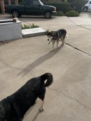 Found/Stray Unknown Dog last seen By the mall, Midland, TX 79705