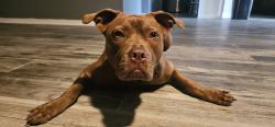 Lost Female Dog last seen Clear Brook Ct, Fruitland Park, FL 34731