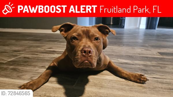 Lost Female Dog last seen Clear Brook Ct, Fruitland Park, FL 34731
