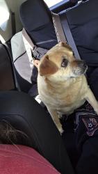 Found/Stray Female Dog last seen N/a, Spruce Pine, NC 28777