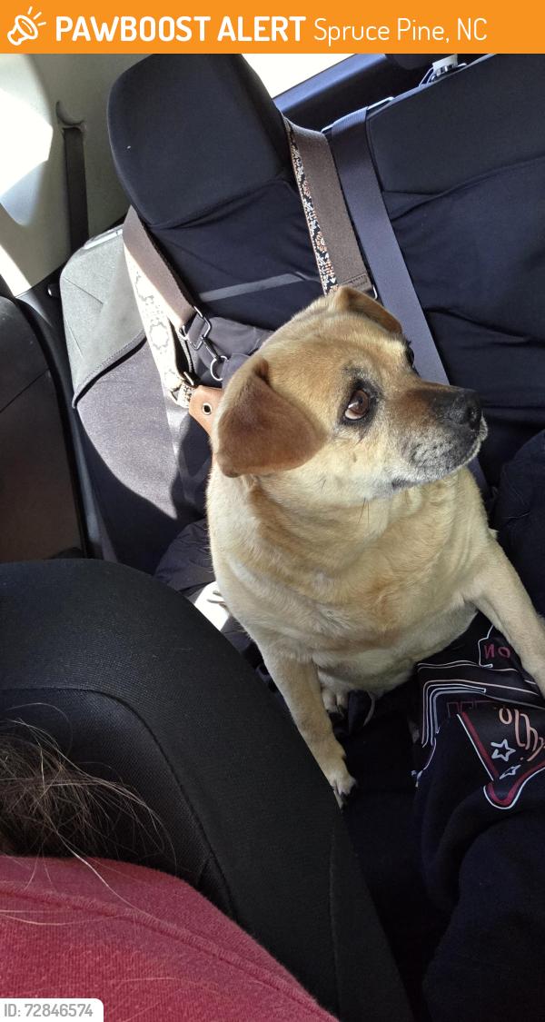 Found/Stray Female Dog last seen N/a, Spruce Pine, NC 28777