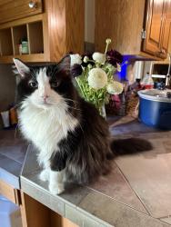 Reunited Female Cat last seen Boise Ave & Park Dr, Loveland, CO 80538