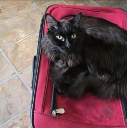 Reunited Male Cat last seen Perry st and 120th, Broomfield, CO 80020