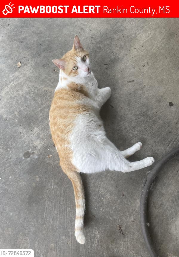 Lost Male Cat last seen Old Fannin Road, Rankin County, MS 39047